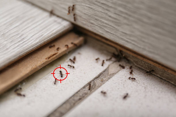 Best Residential Pest Control  in Collinsville, AL