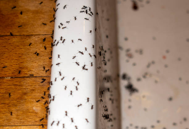 Best Pest Control Near Me  in Collinsville, AL