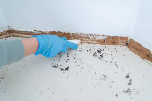Best Pest Removal Services  in Collinsville, AL